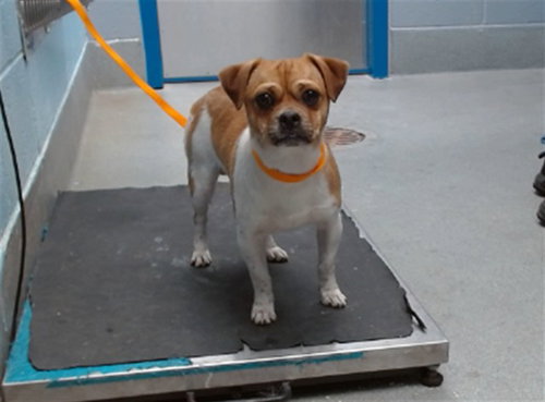 MICKEY, an adoptable Pug in Albuquerque, NM