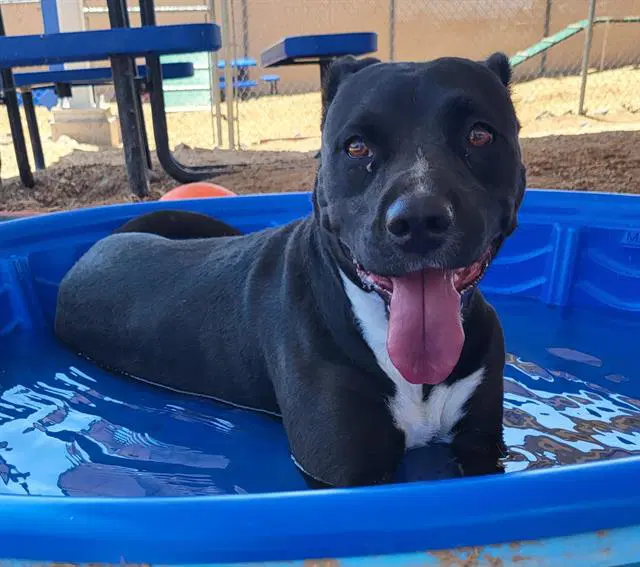 Athena - American Pit Bull Terrier