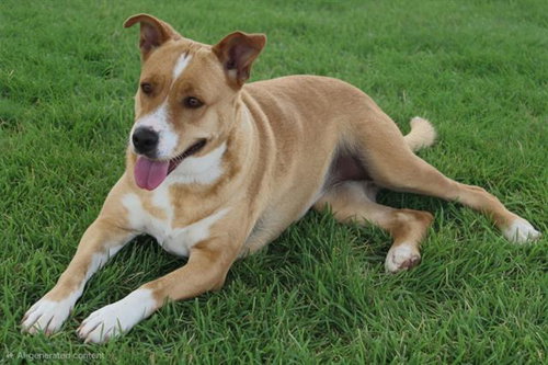 picture of the dog needing adoption