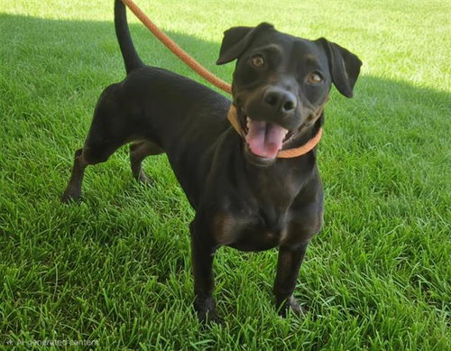 LUNA, a dog for adoption from Albuquerque Animal Services - Westside