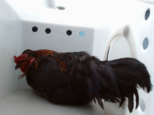 Hei Hei