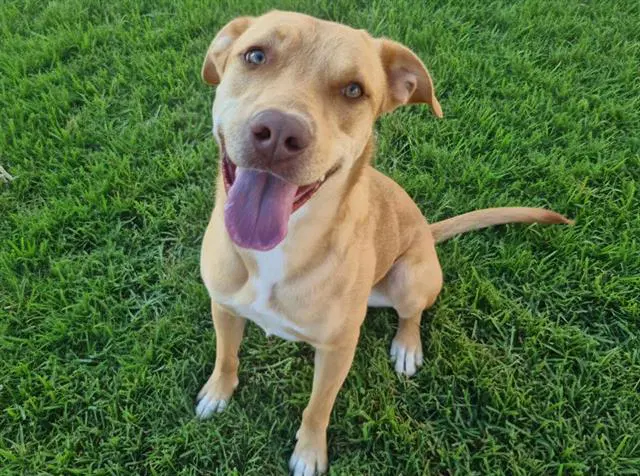 Glinda - Labrador Retriever
