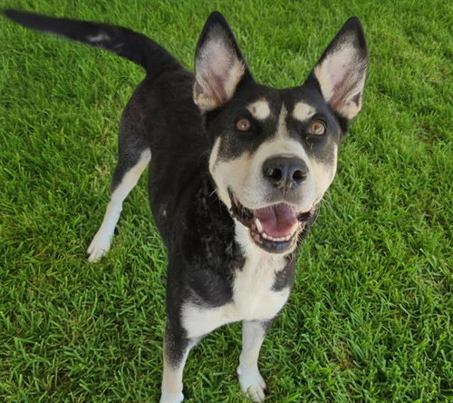 BELLA, a dog for adoption from Albuquerque Animal Services - Westside