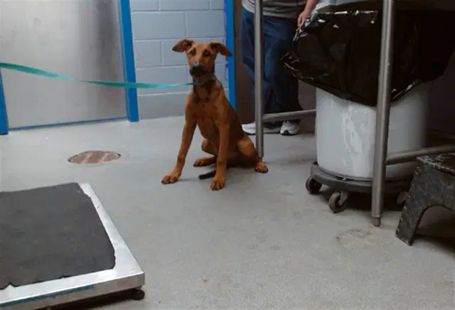 Fajita - Doberman Pinscher
