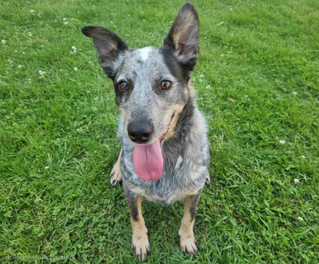 Bandit - Queensland Heeler
