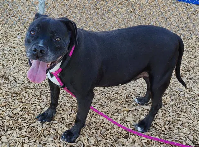 Oso - American Pit Bull Terrier