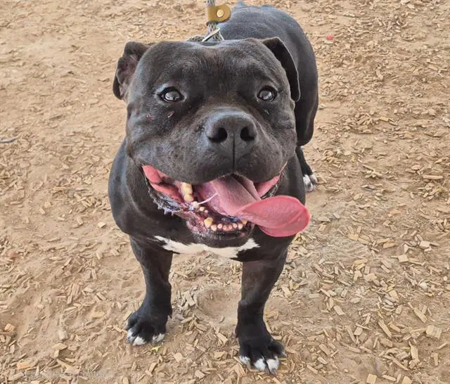 Eight - American Pit Bull Terrier