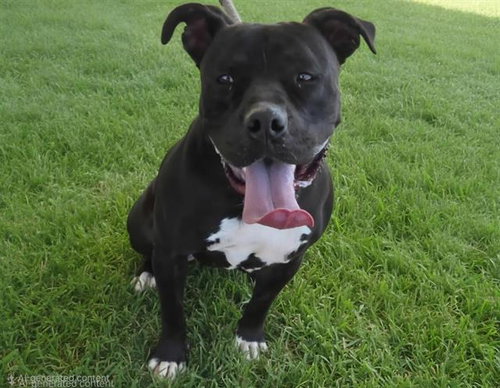 SAMOA, a dog for adoption from Albuquerque Animal Services - Westside