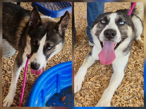 picture of the dog needing adoption