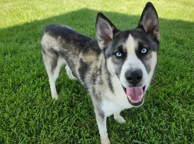 Chance - Husky