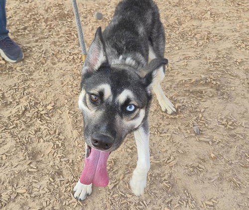 ASHTON, a dog for adoption from Albuquerque Animal Services - Westside