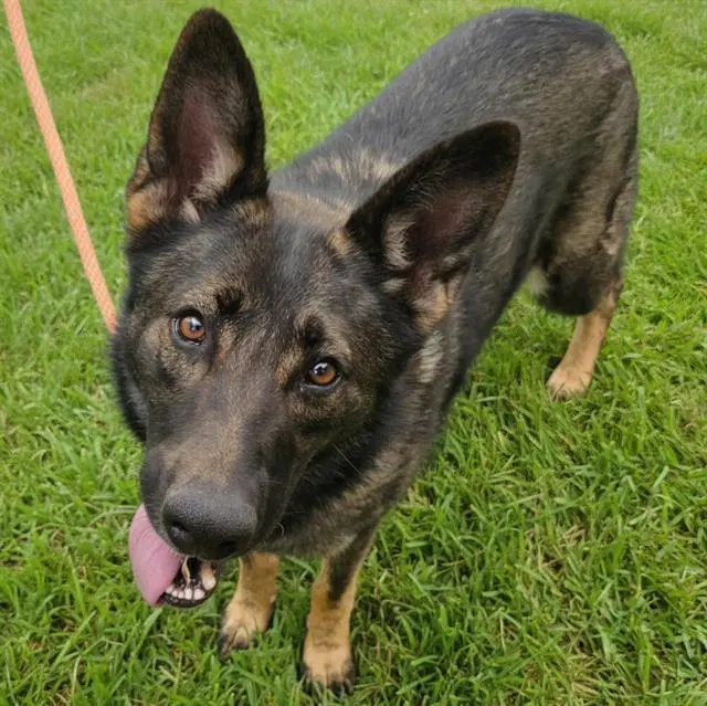 Reyn - German Shepherd Dog
