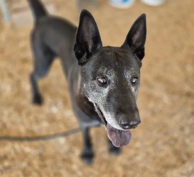 Buddy - German Shepherd Dog