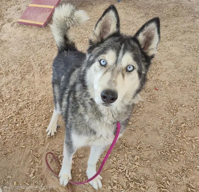 Max - Husky