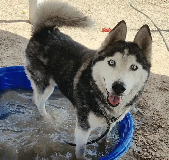 Rascal - Husky