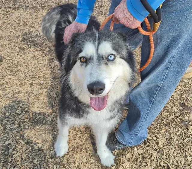 Luna - Siberian Husky
