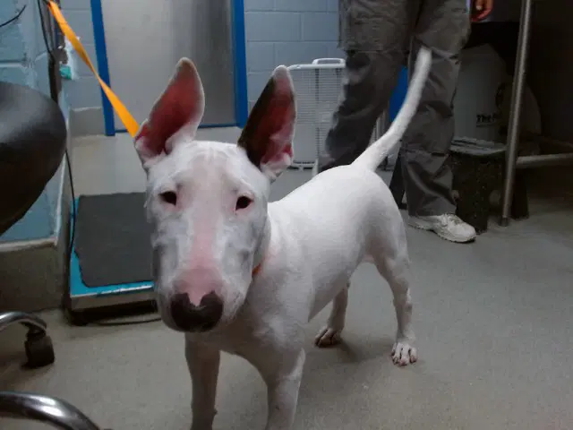 Eggy - Bull Terrier