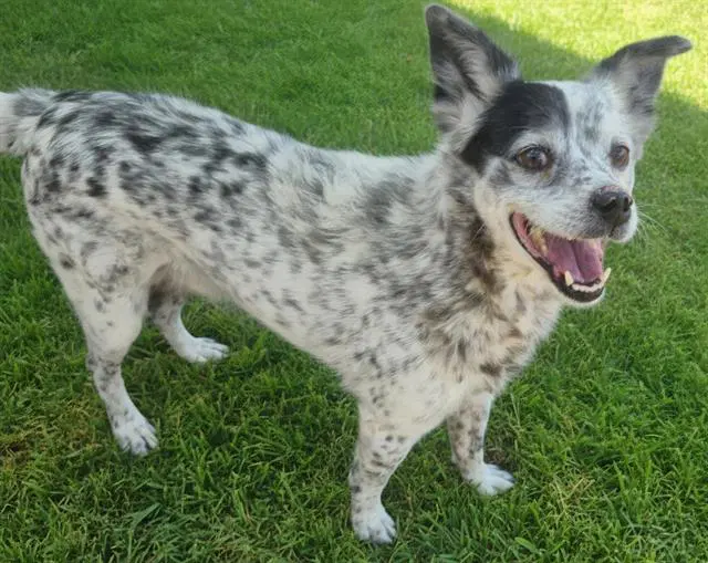 Apollo - Queensland Heeler