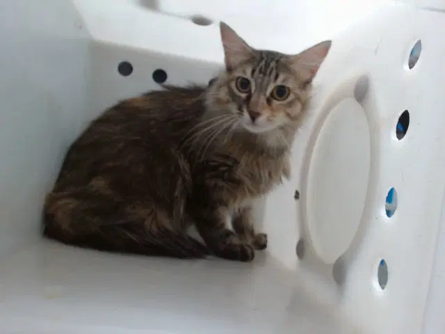 Molly - Domestic Medium Hair