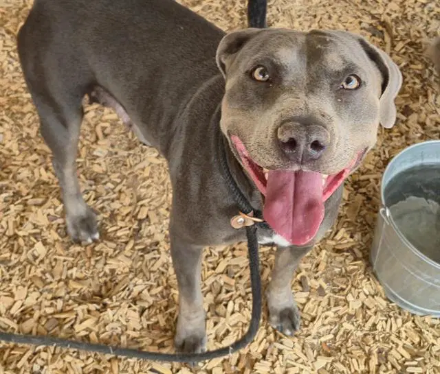 Sassy - Pit Bull Terrier