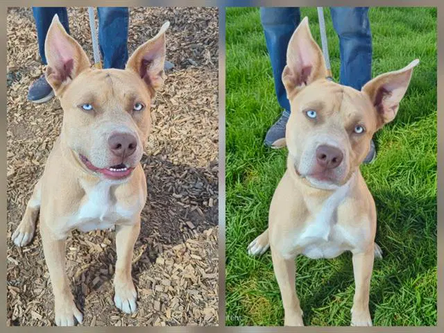 Tanny - Pit Bull Terrier