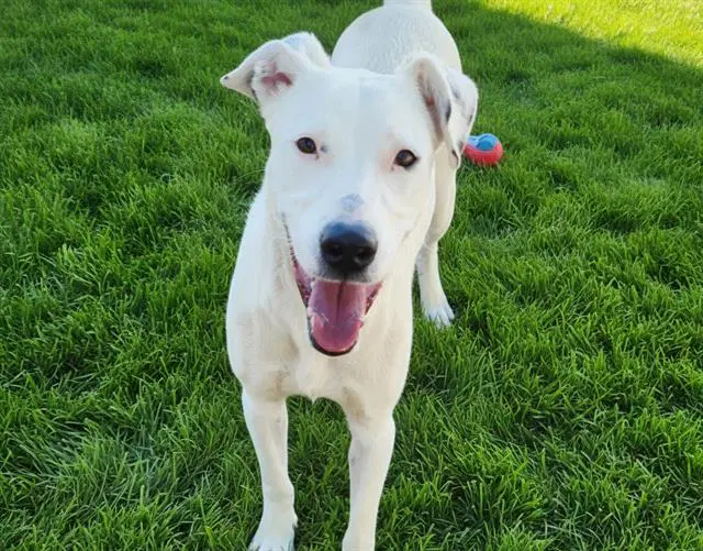 Jellybean - Labrador Retriever