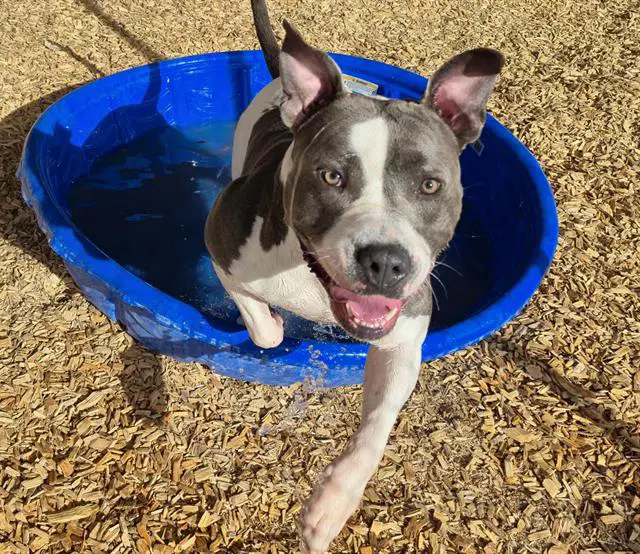 Rachel - American Bulldog