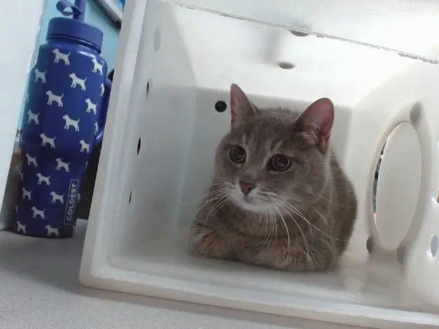 Tilly - Domestic Short Hair