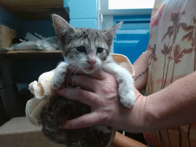 Sky Lake - Domestic Short Hair