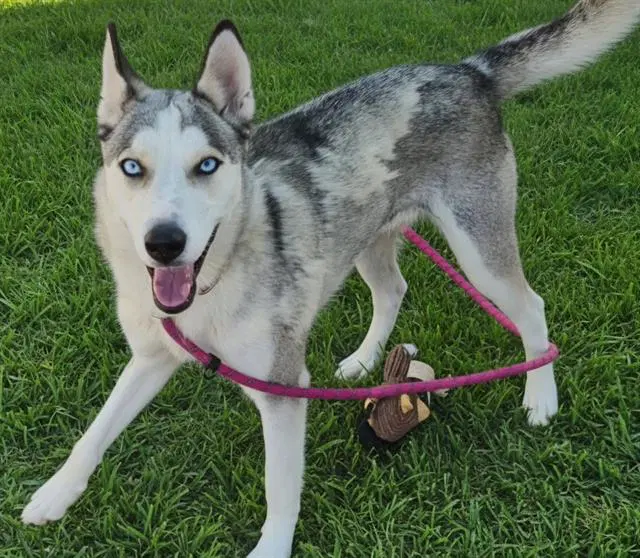 Sali - Husky