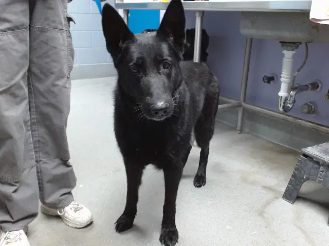 Black Beauty - German Shepherd Dog