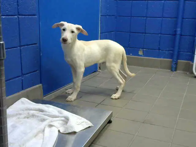 Mazanio - Labrador Retriever