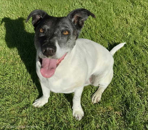 DONUT, a dog for adoption from Albuquerque Animal Services - Westside