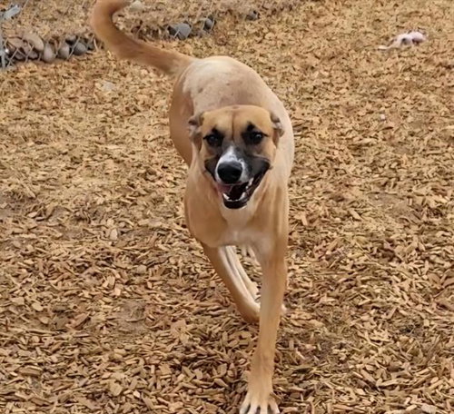 OAKLY, a dog for adoption from Albuquerque Animal Services - Westside