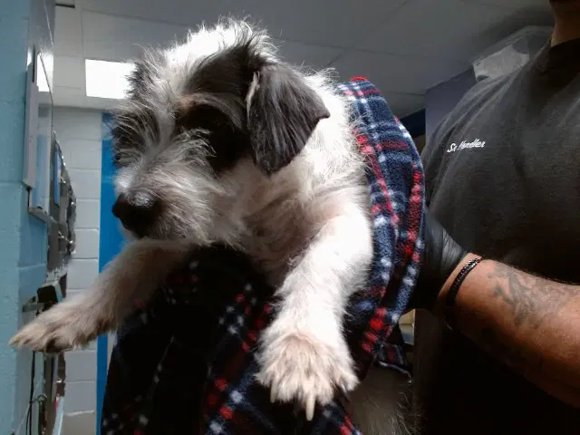 Scratchy - Wirehaired Fox Terrier