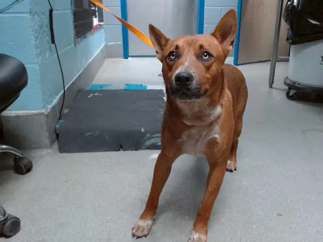 Waldo - Australian Cattle Dog/Blue Heeler
