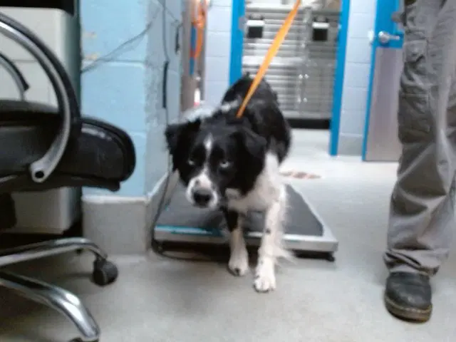 Collard Greens - Border Collie