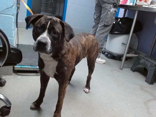Tricia - Boxer