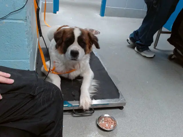 Ashton - Saint Bernard