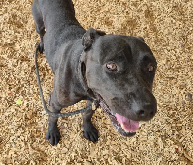 Spike - American Pit Bull Terrier