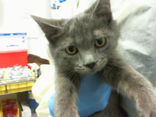 picture of the cat needing adoption