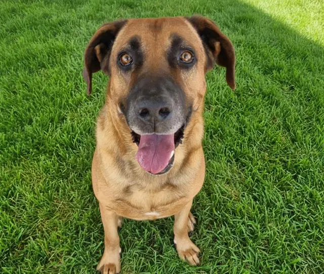 Scar - Redbone Coonhound