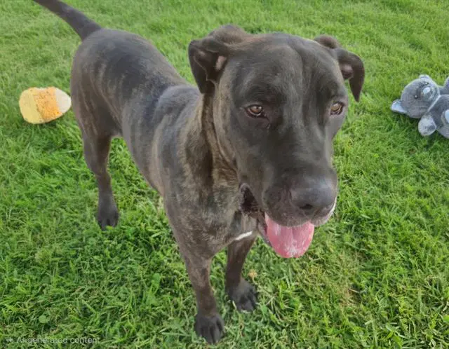 Bane - Mastiff