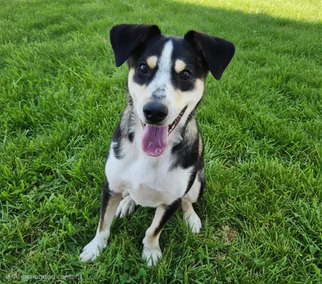 Bizzle - Australian Cattle Dog/Blue Heeler