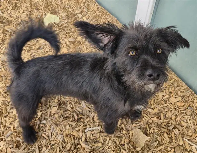Max - Scottish Terrier Scottie