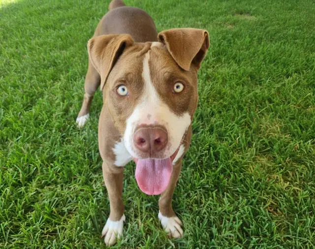 Choco - American Pit Bull Terrier
