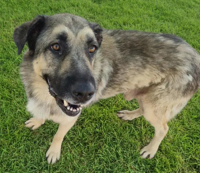 Lobo - German Shepherd Dog