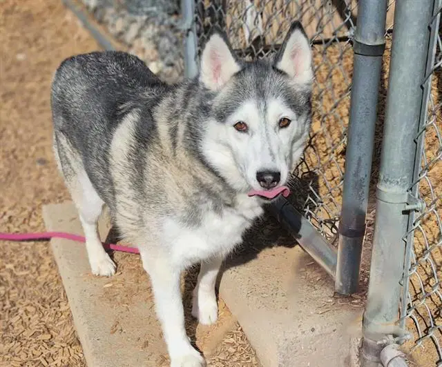 Manzana - Siberian Husky