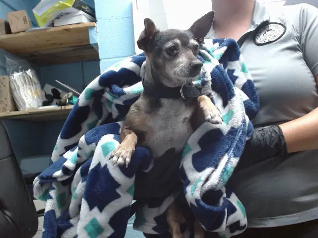 Riley - Chihuahua