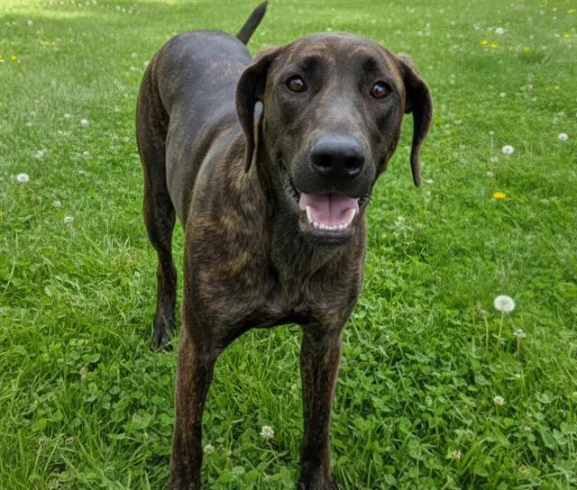 Zorra - Weimaraner